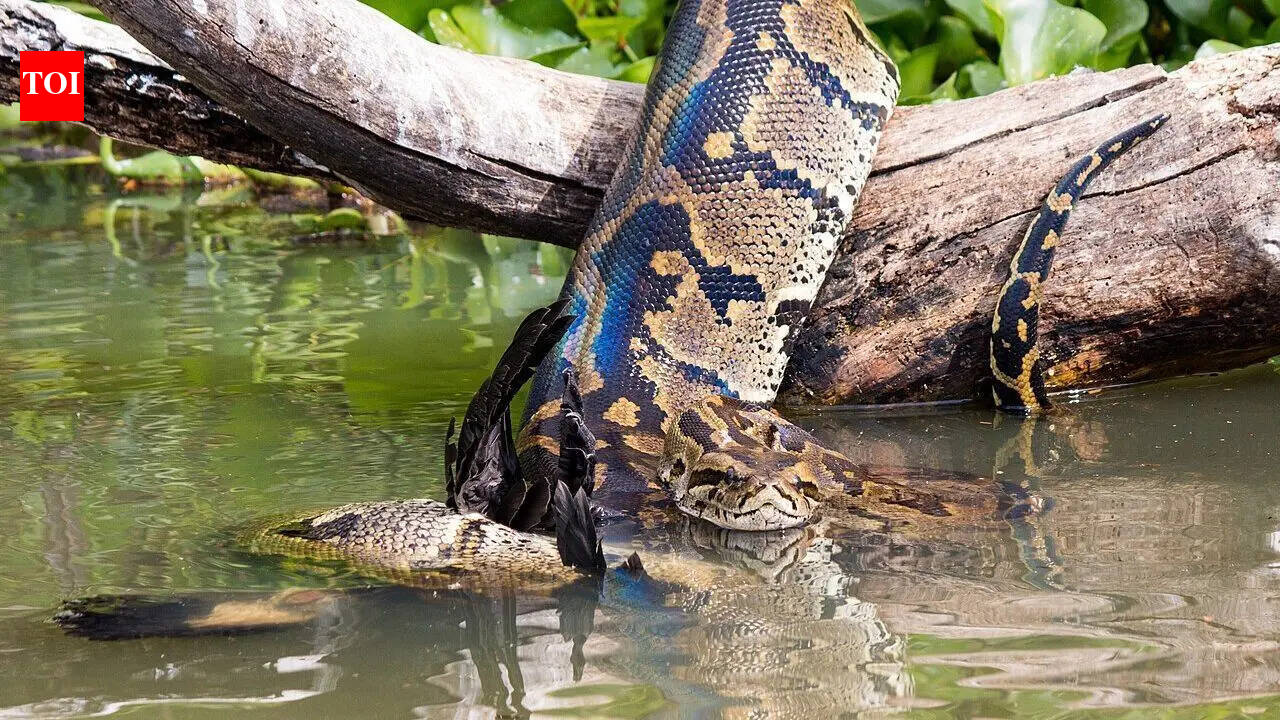 African rock python: Size, habitat, diet, and surprising facts about Africa’s largest snake