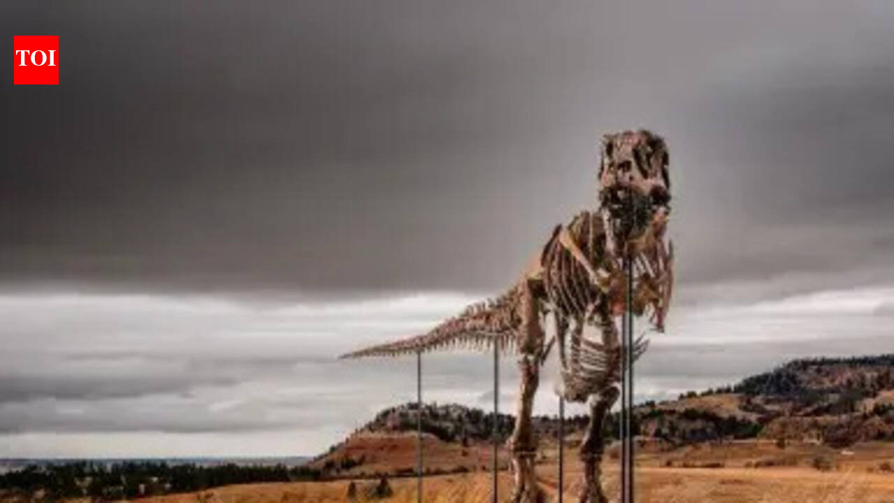 A 67-million-year-old T. rex named Gus could sell for up to $30 million at auction