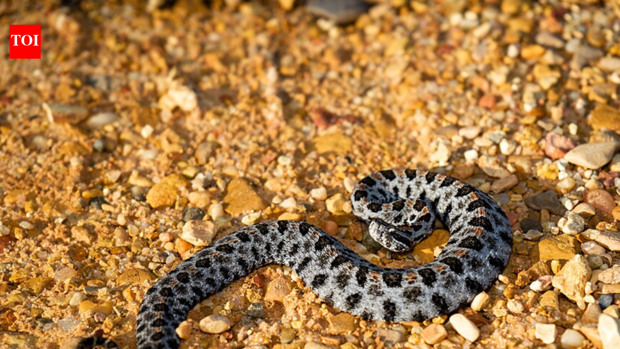 509 snakes tested in US survey, many found carrying disease-causing pathogens