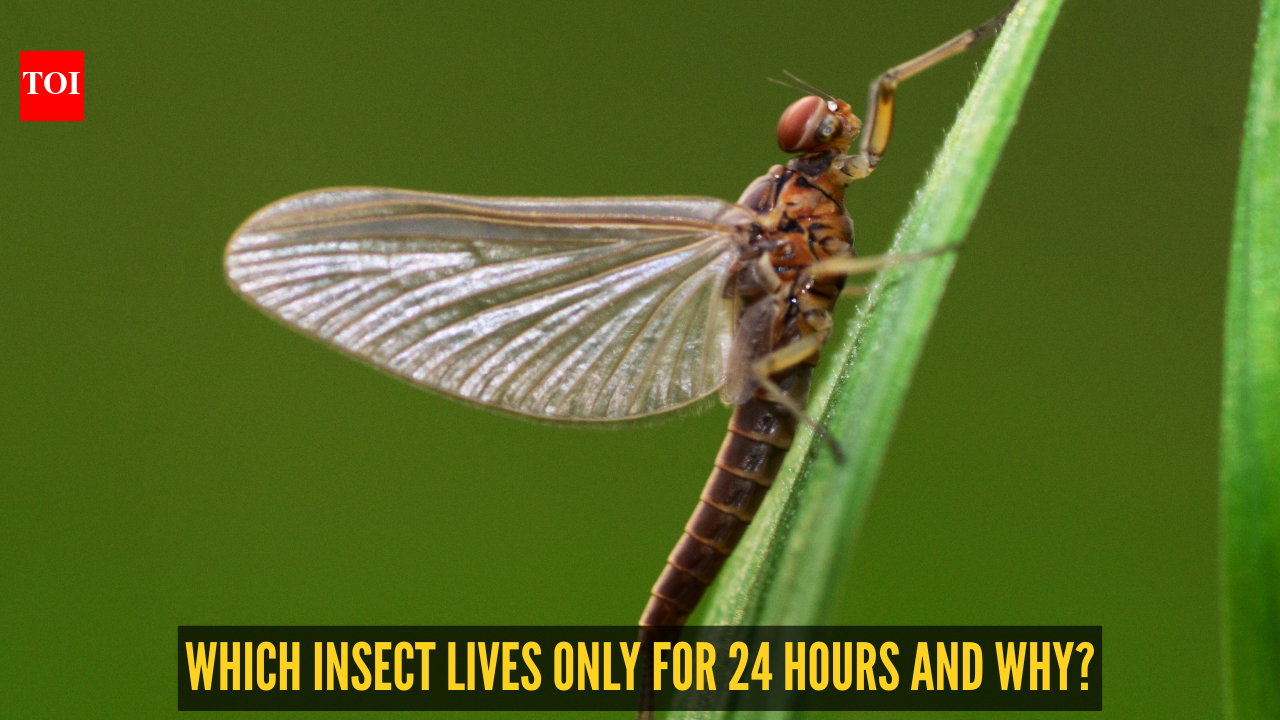Fact of the day: Which insect has the shortest lifespan