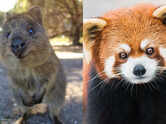 7 of the cutest animals on earth (and why they&rsquo;re so irresistible)