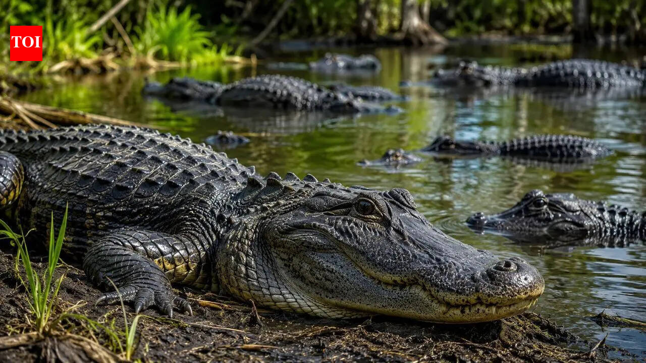 6 alligator-infested rivers in the US: From the St. Johns River in Florida to the Brazos River in Texas