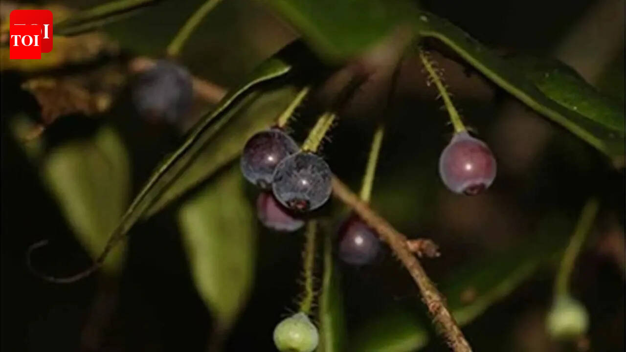 Lost and found after 188 years: The Himalayan blueberry makes a delicious comeback in Arunachal Pradesh; should you eat it?