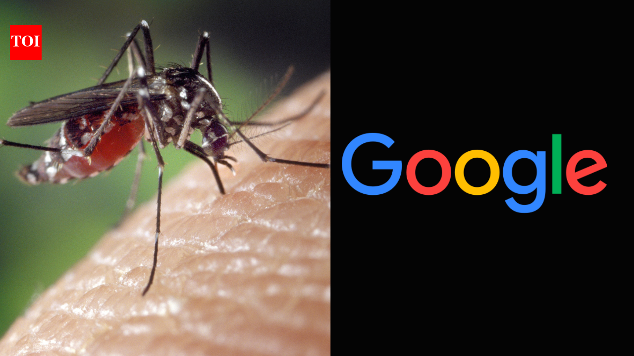 What is Wolbachia: The Google-backed bacteria behind 32 million mosquitoes fighting dengue and malaria