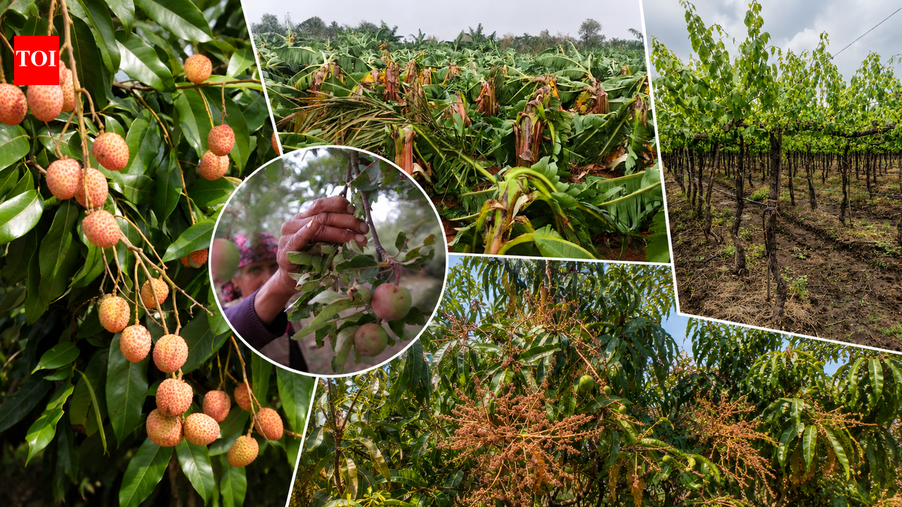 Litchi, mango, apple, grapes: How fruits are falling prey to changing weather