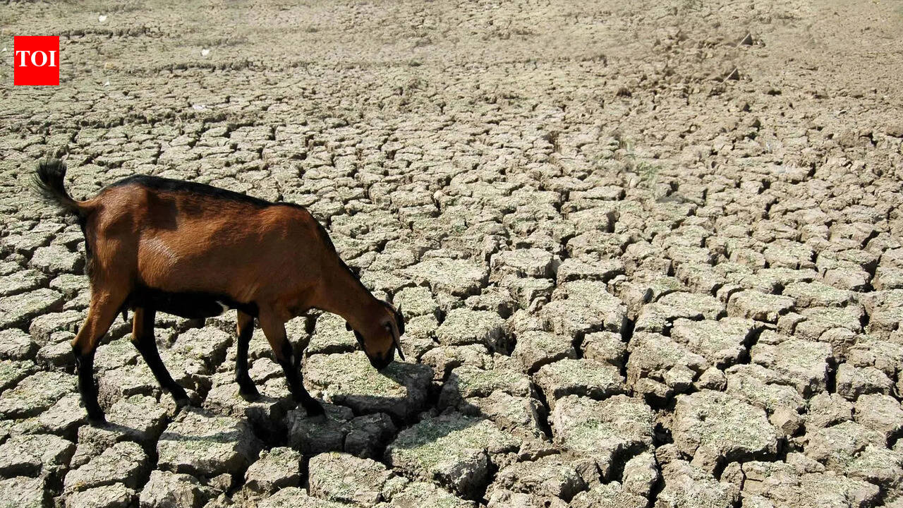 Southwest monsoon onset over Jharkhand likely on time: Met office