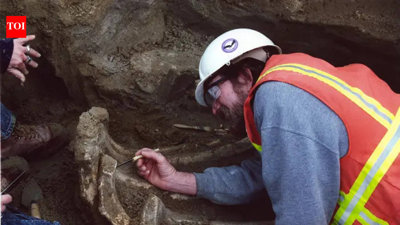 In 1997, a routine excavation for a cutting-edge laser facility uncovered an Ice Age giant