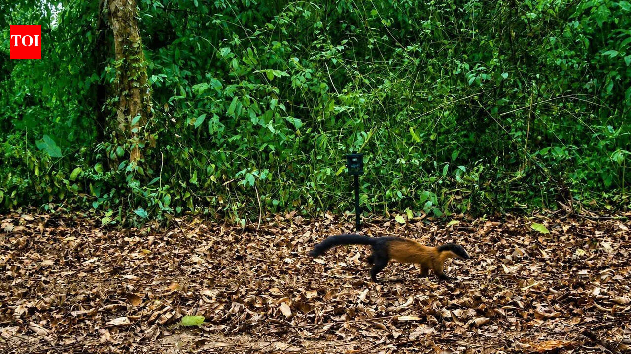 Yellow-throated marten spotted in Kaziranga