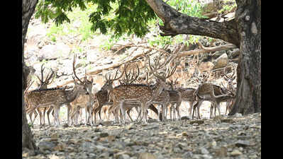 Injured deer found near Royal Palms