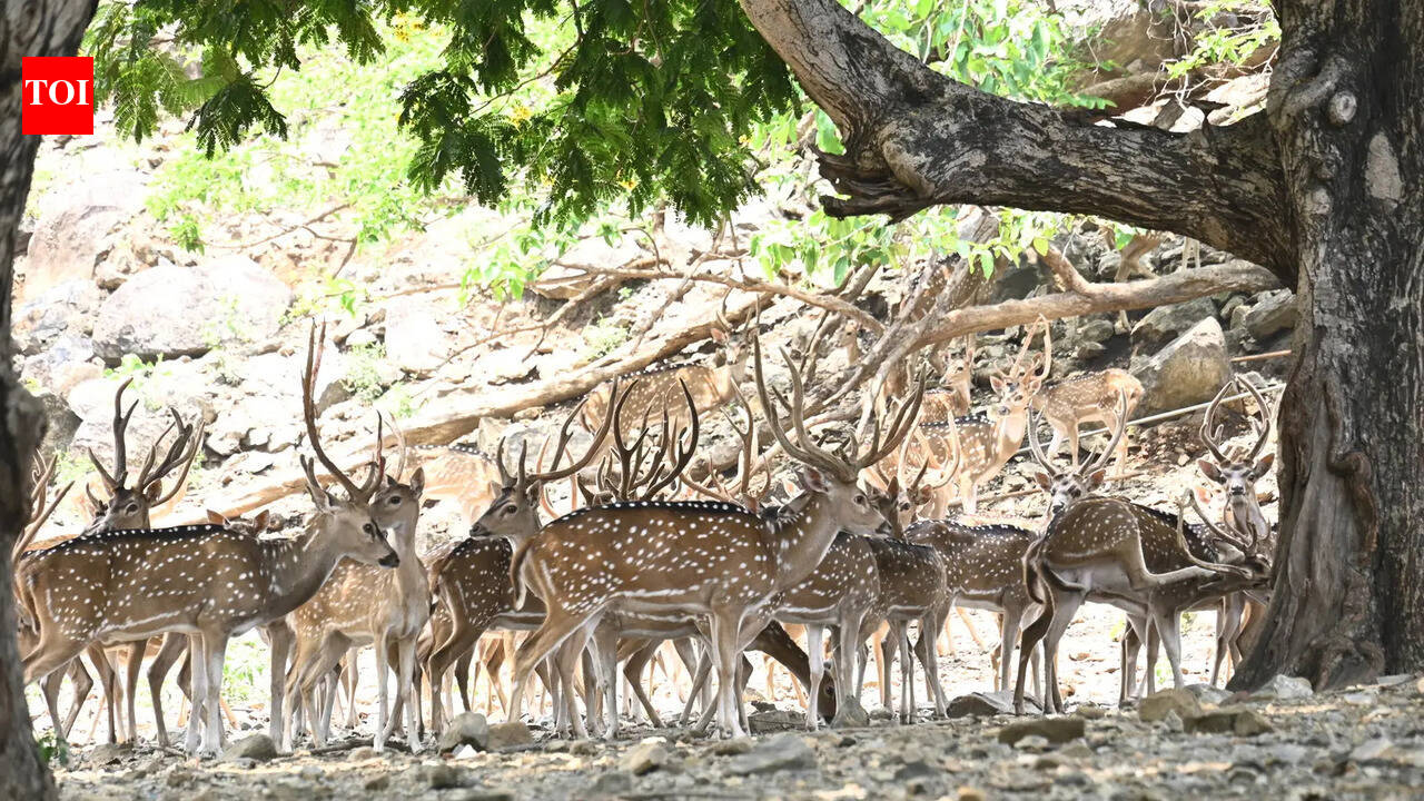 Injured deer found near Royal Palms