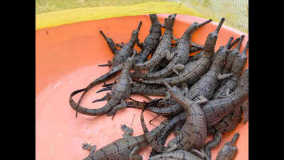 80 gharial hatchlings shifted to Palighat Rearing Centre