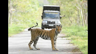 Badal and Bijli end Ludhiana’s 1.5-year tiger drought