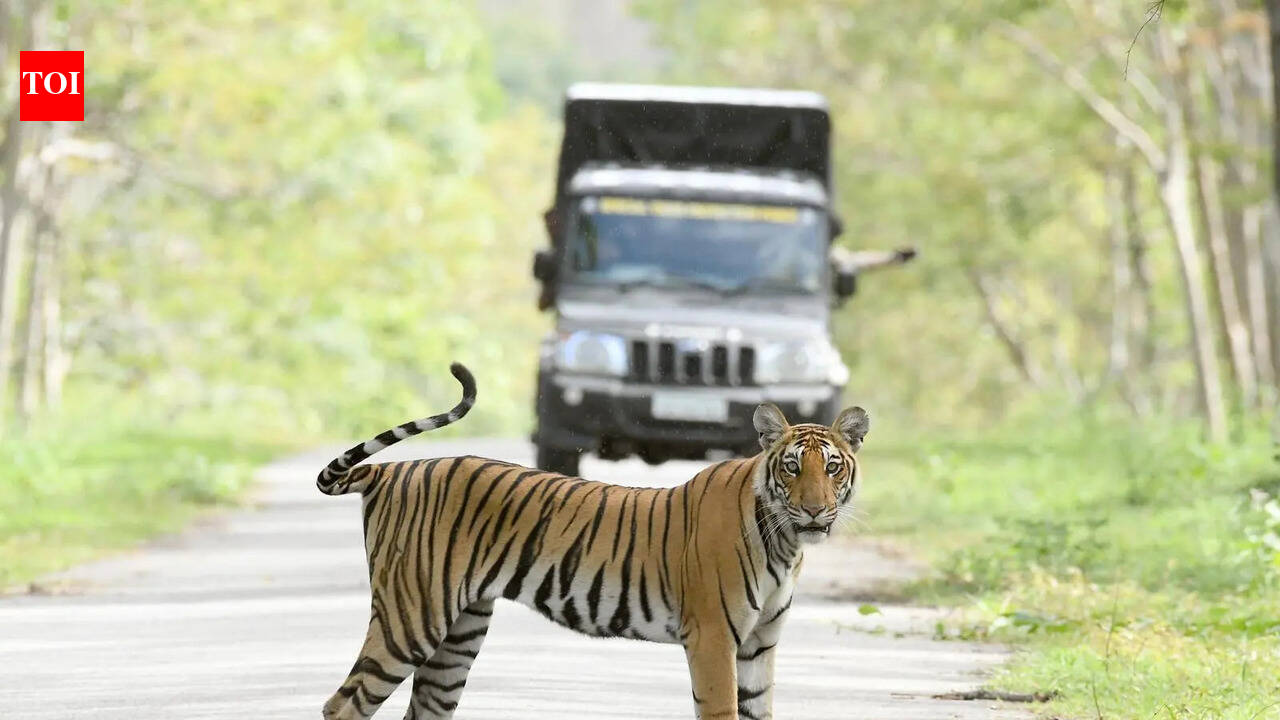 Badal and Bijli end Ludhiana’s 1.5-year tiger drought