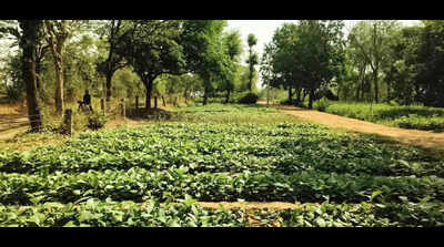 Over 39K saplings to be planted along Ganga e-way and rivers