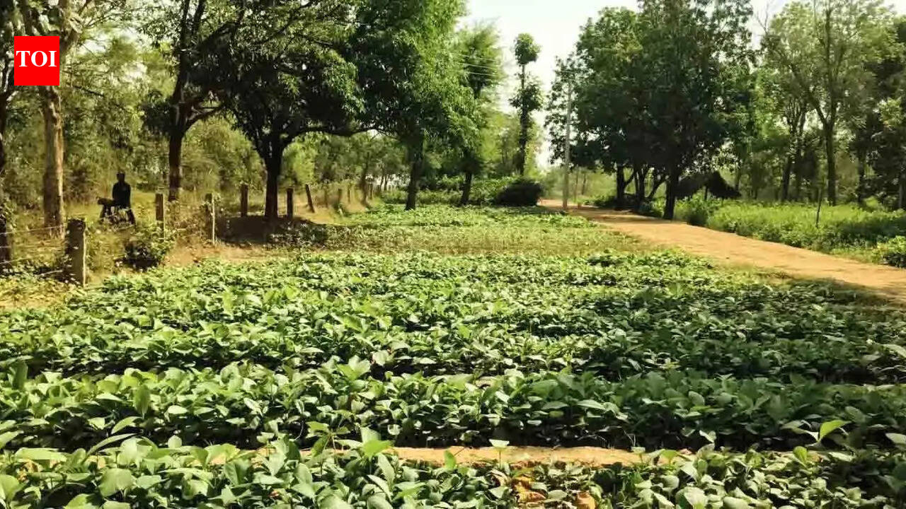 Over 39K saplings to be planted along Ganga e-way and rivers