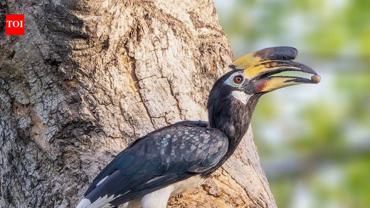 Oriental Pied Hornbill feeding at least two nests of Grey Hornbills