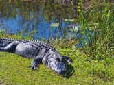 5 national parks in the USA perfect for wildlife lovers and the best time to visit them