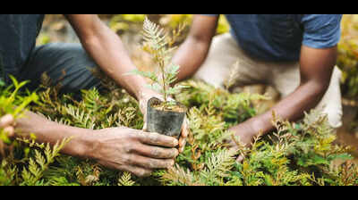 Monsoon drive: Civic body to plant 30,000 saplings across four zones
