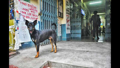 205 write to JU VC for dog feed zones, shelter revamp, vax funds