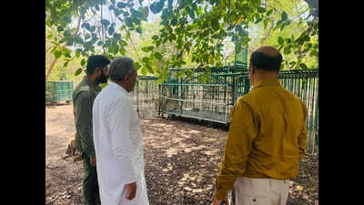 Gir Lion Deaths: Reports still awaited on what killed 13 lions