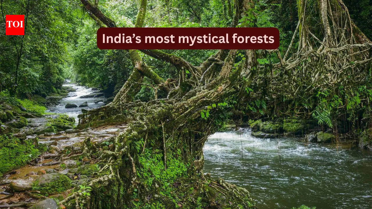 Most mysterious forests in India and the legends around them