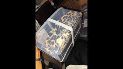 DRI busts bid to sell leopard skin in Surat, 2 held