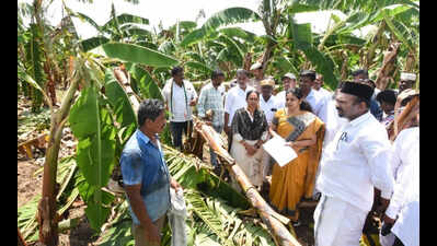Gale damages 82 hectares of banana crop in Thanjavur