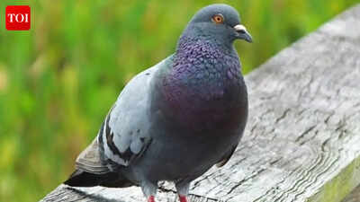 How do pigeons navigate their way back home? Study finds built-in GPS in their liver, solving a 100-year-old mystery