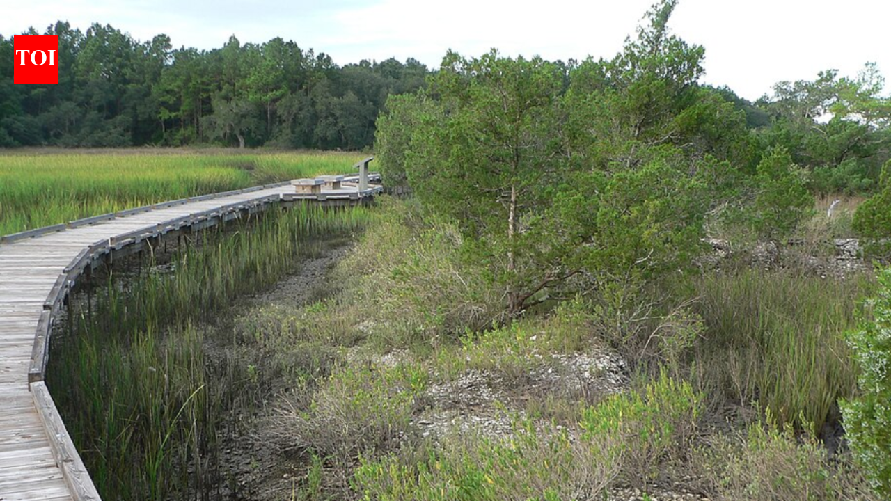 Drone lasers uncovered an ancient bead-making community in Florida and changed archaeologists' views of islands