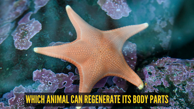  This sea creature can grow an entire new body from a single arm