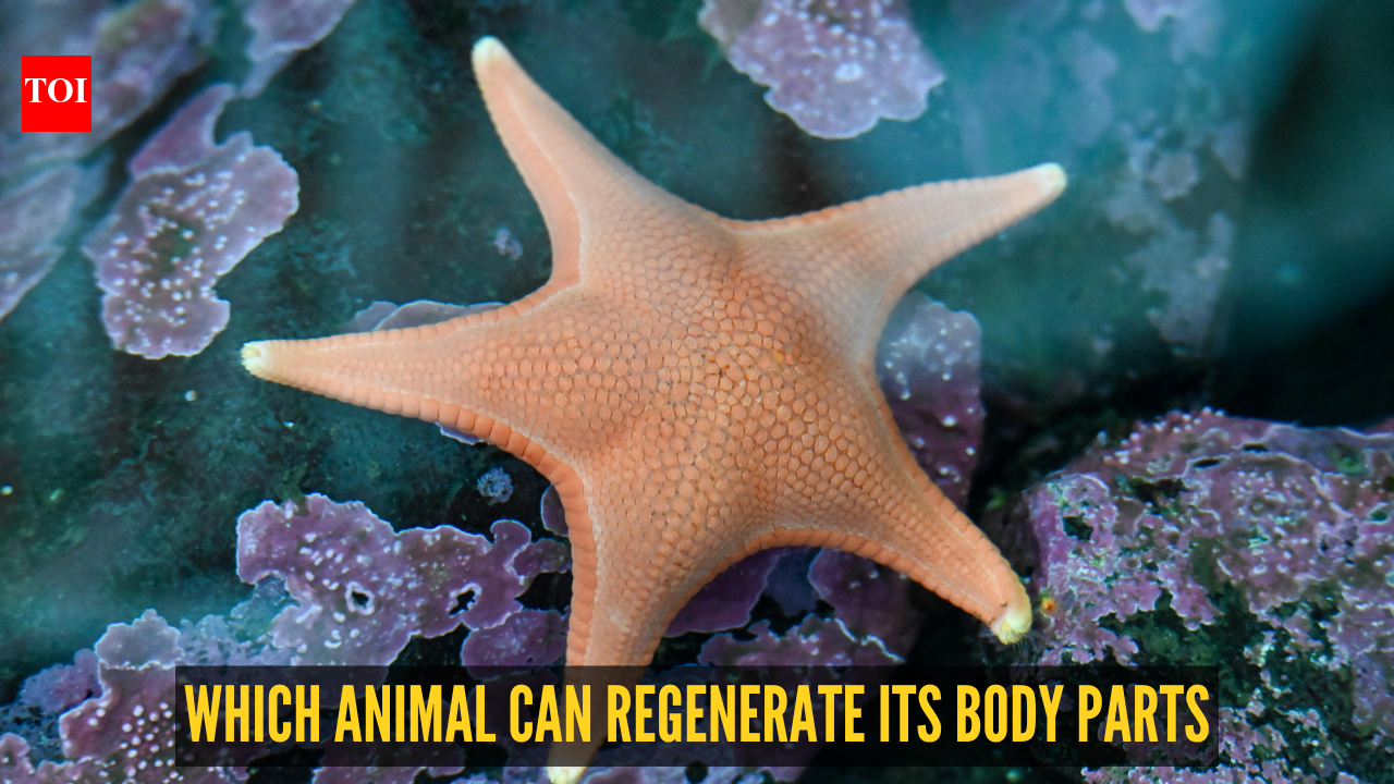 Fact of the Day: This sea creature can grow an entire new body from a single arm