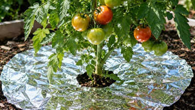 How aluminum foil can help protect plants from pests in the garden: 6 ways to use it