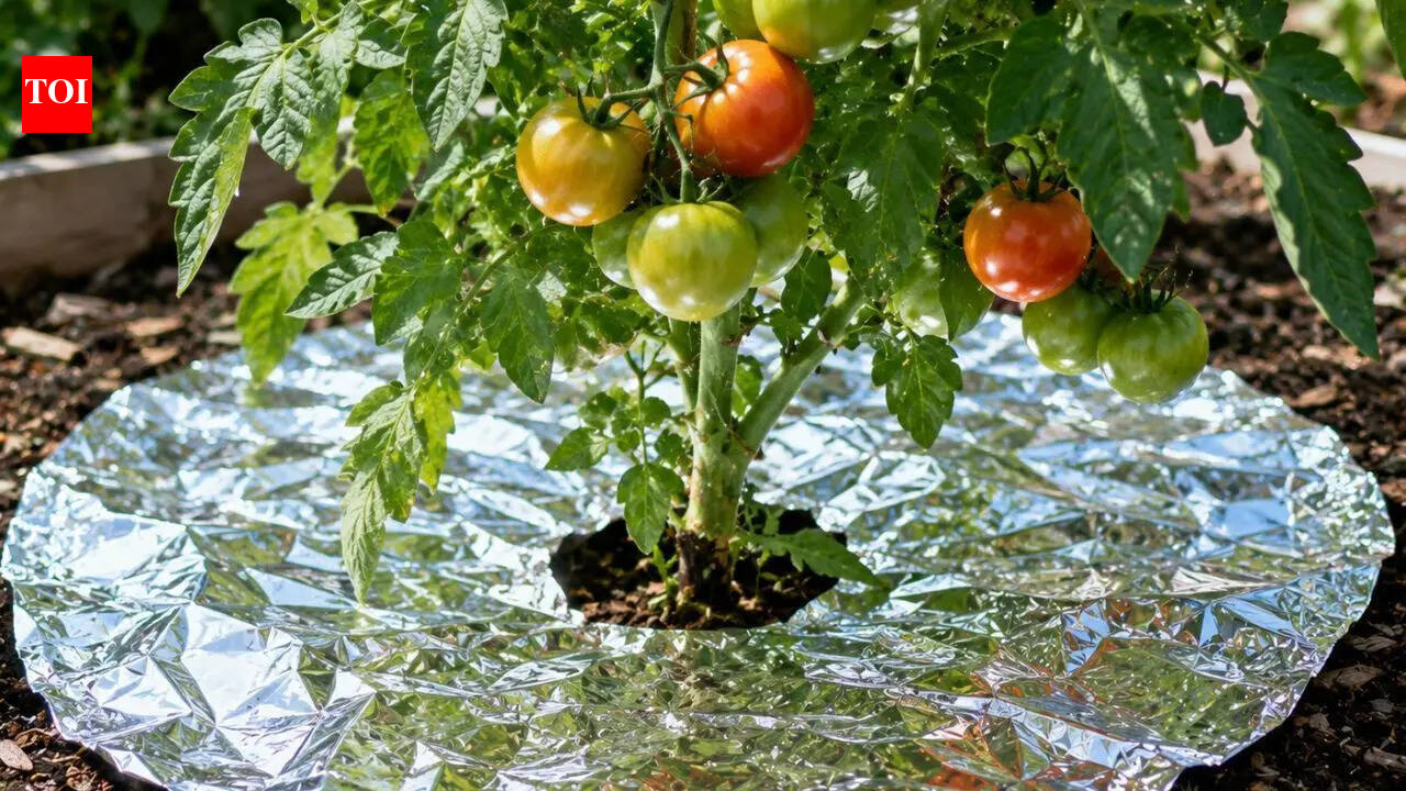 How aluminum foil can help protect plants from pests in the garden: 6 ways to use it
