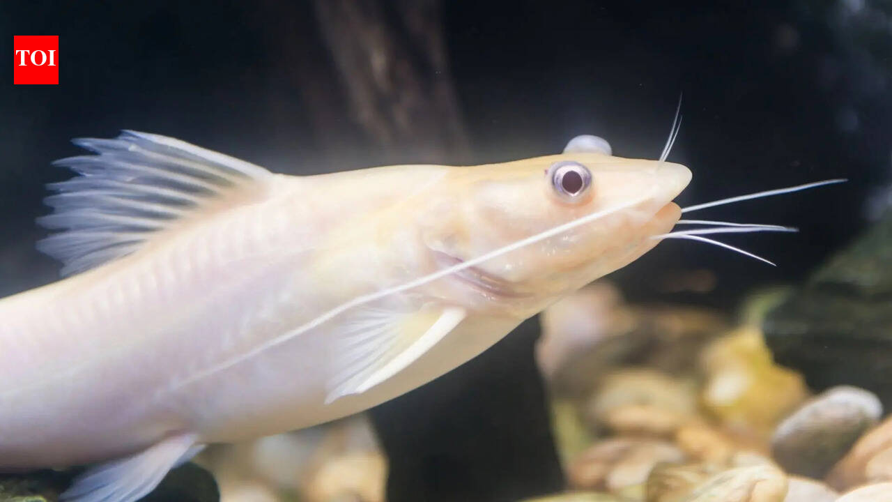 5 algae-eating fish that can help keep your freshwater tank cleaner