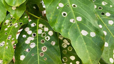  7 reasons your plant leaves have holes