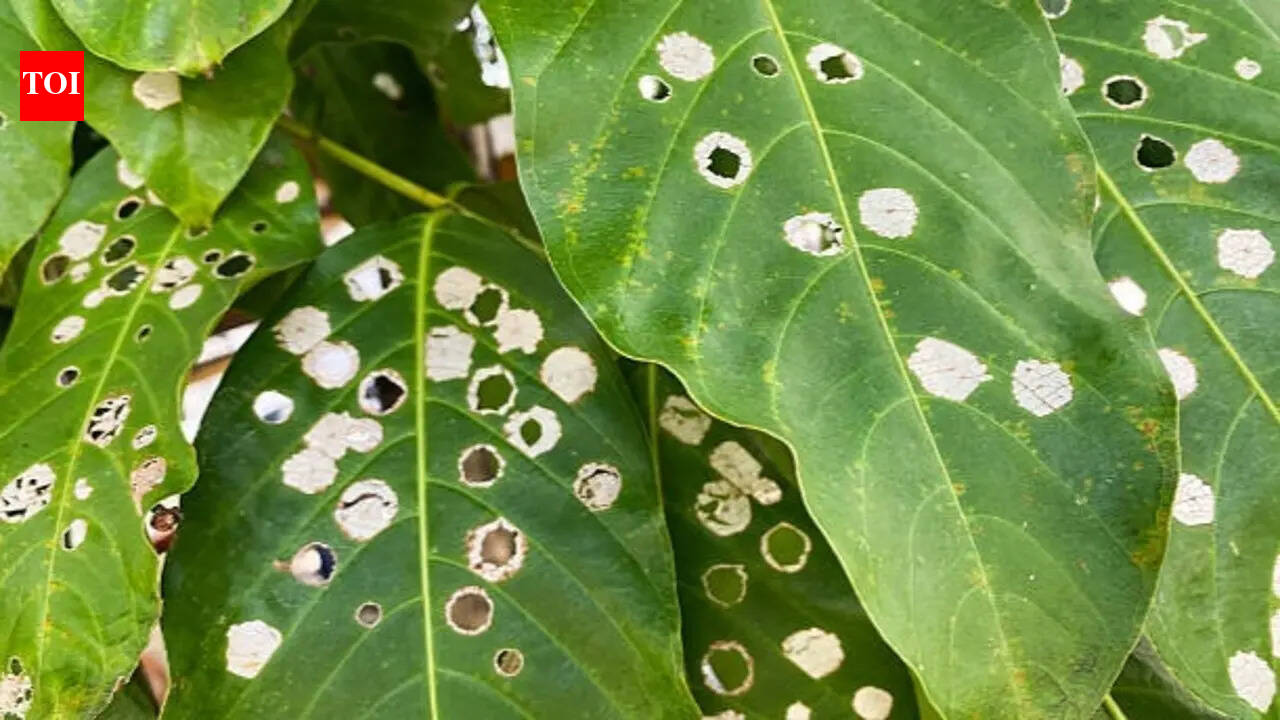 From caterpillars to disease: 7 reasons your plant leaves have holes