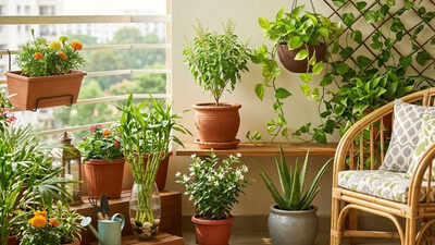 Best plants to keep in your balcony according to Vastu: Invite positivity and prosperity into your home