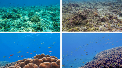 Lakshadweep’s 1,800-year-old giant “potato patch” coral may be among the world’s largest living colonies