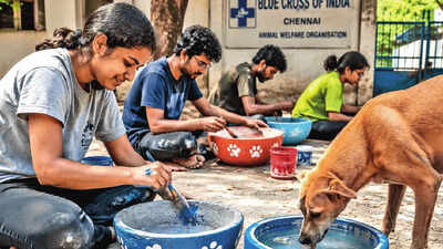 Helping quench animals’ thirst across the city, one bowl at a time this summer