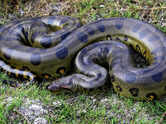 Green anacondas can do THIS? 10 facts that may surprise you