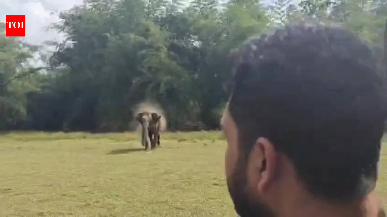 Youth drives jeep at elephant for reels