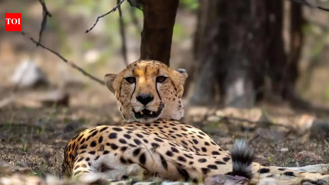 Indian-born female cheetah injured near Morena