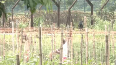 West Bengal govt hands over 32 acres to BSF for India-Bangladesh border fencing