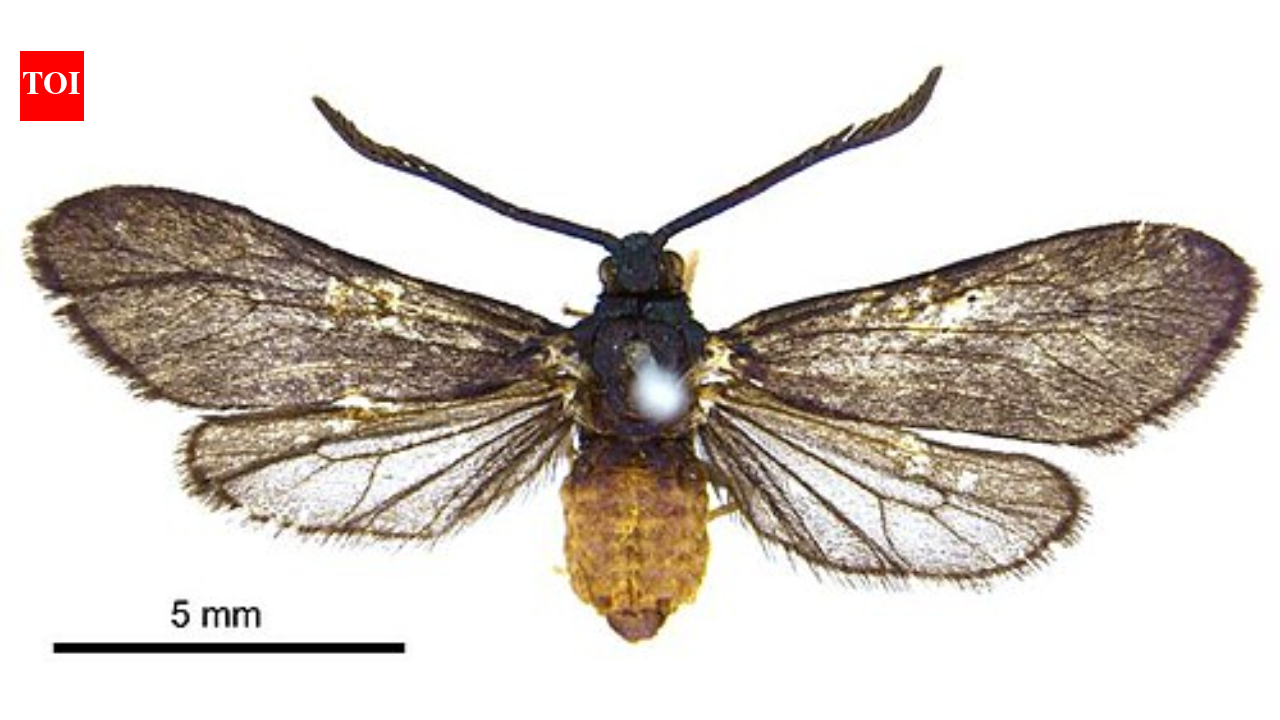 They introduced a fly to save Fiji's coconuts—then an entire species vanished
