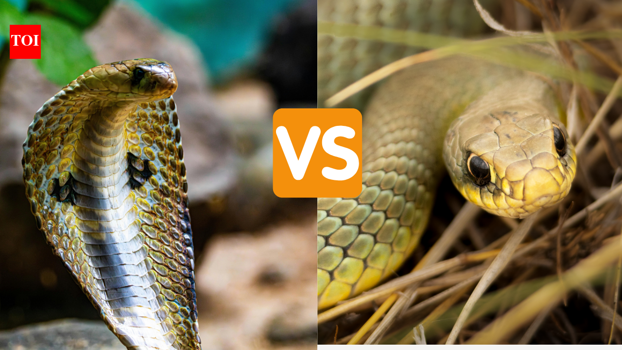 Rat Snake vs. Indian Cobra: Identification, behaviour, bite risk and key differences explained