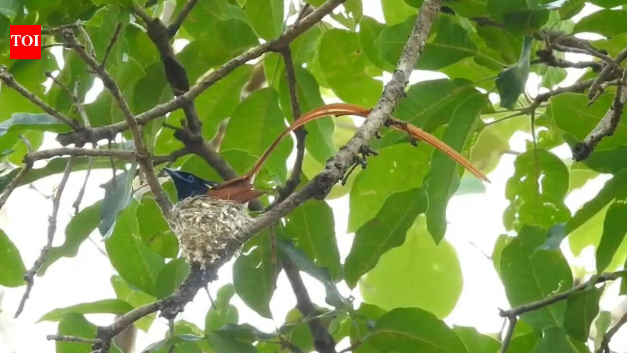 Up on a tree branch at CG’s Udanti reserve, a rare wildlife moment takes wings