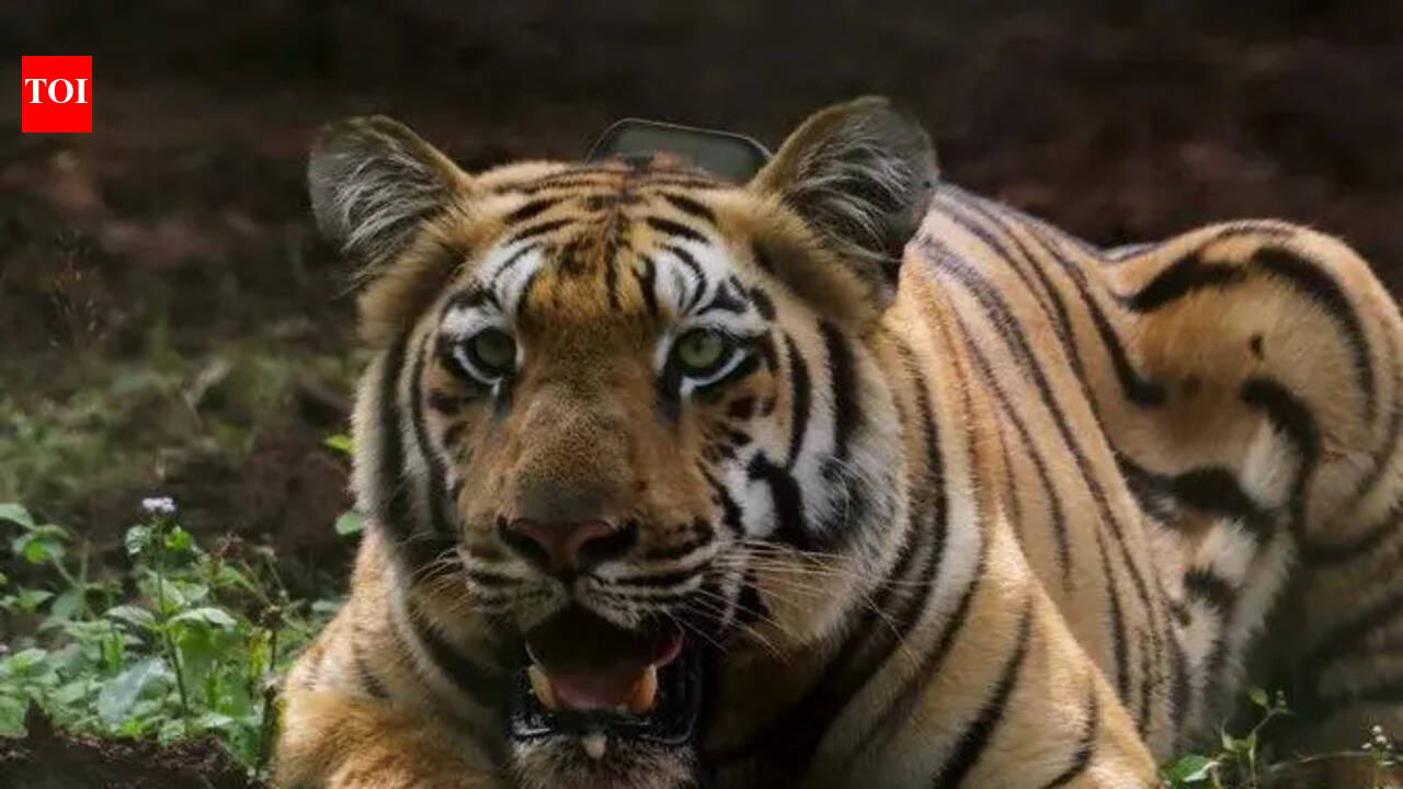Steadier Yamuna yet to find mate, still confined to Kuldiha sanctuary