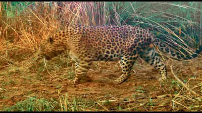 Man injured in suspected leopard attack in Mullanpur, wildlife teams find no evidence