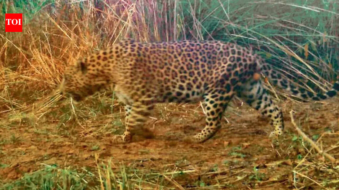 Man injured in suspected leopard attack in Mullanpur, wildlife teams find no evidence