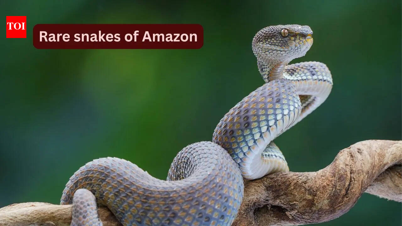 10 rare snakes found in the Amazon rainforest and what travellers should know